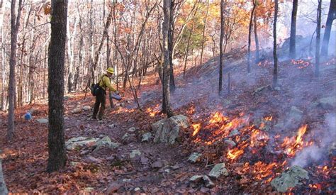 Prescribing fire in eastern oak forests: is time running out? - Oak Fire Science