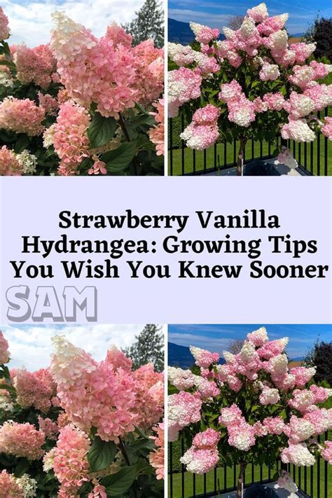 Strawberry Vanilla Hydrangea Growing Tips You Wish You Knew Sooner Nel