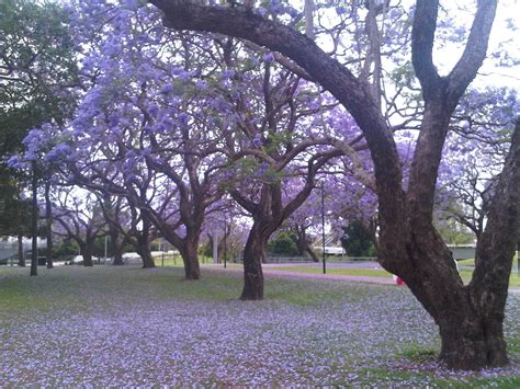 Her side of the story: Jacaranda season comes again