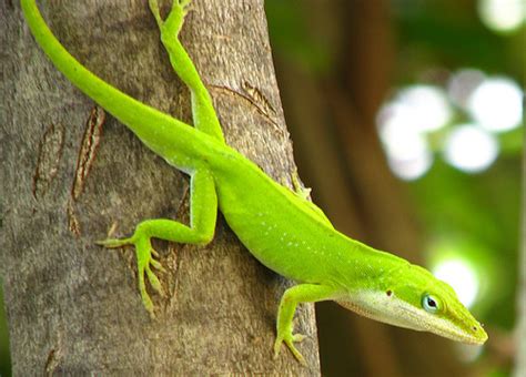 Green Anole Facts and Pictures | Reptile Fact