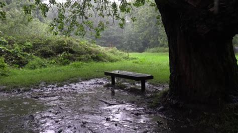 Cozy Rain Under A Tree In England White Noise For Sleeping Relaxing