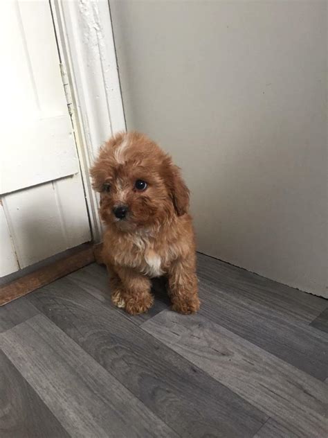 F1 Fox Red Cavapoo Boys In Emsworth Hampshire Gumtree