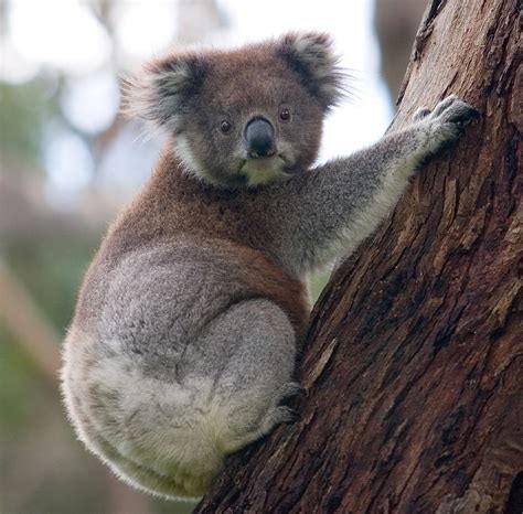 Information on the best known marsupials - the koala and the kangaroo ...