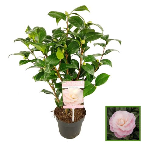 Camellia Japonica Nuccio S Cameo Plant Wholesale Floraccess