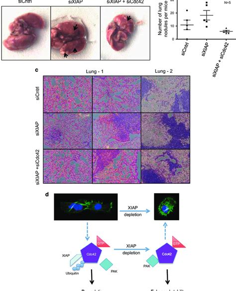 Xiap Depletion In Tumor Cells Promotes Lung Colonization Of Mice In A