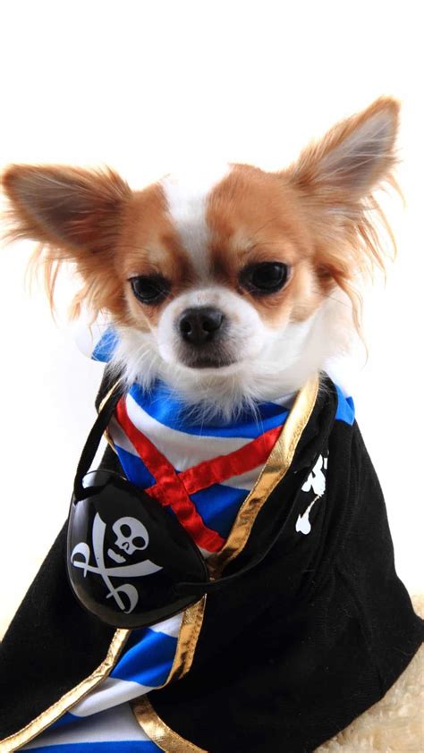 Best Chihuahua Halloween Costumes DIY Ideas, Cute & Funny Wallpaper