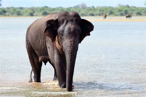 25 Sri Lankan Elephant Facts You Didn't Know