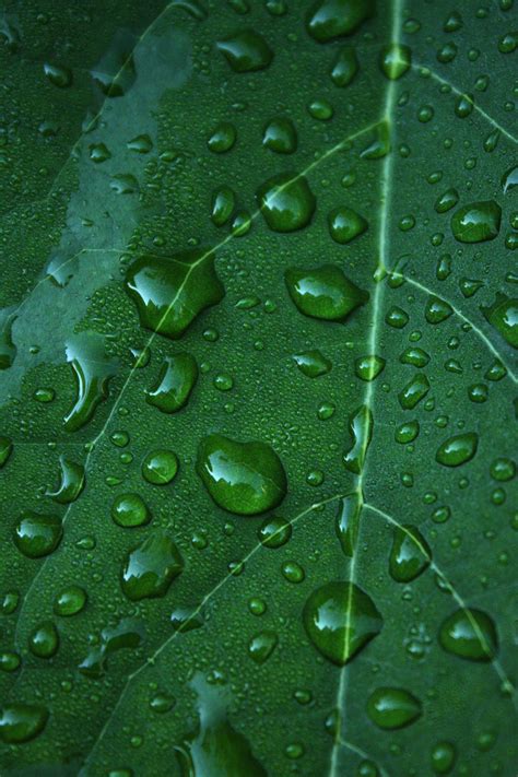 Poze Apă Cădere Brusca Rouă Plantă Frunze Petală Verde A