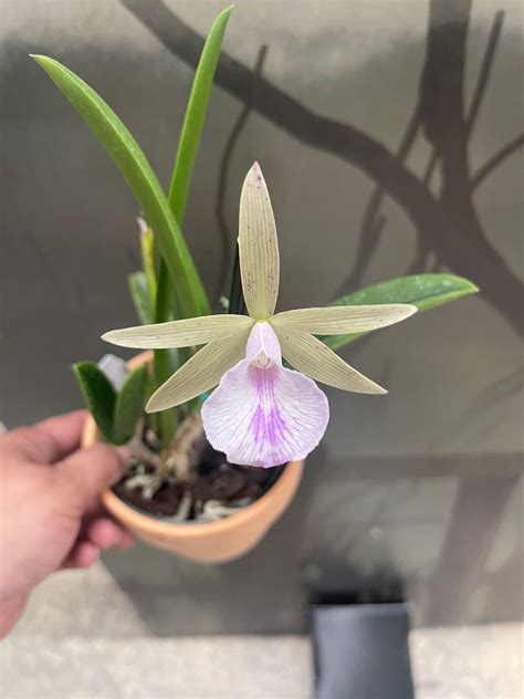 Brassavola Nodosa X Cattleya Lulu Etsy