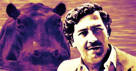 COCAINE HIPPOS: Brought Into Colombia by Drug Lord Pablo Escobar 40 ...