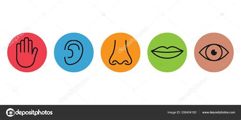 Outline Icon Set Five Human Senses Vision Eye Smell Nose Stock Vector