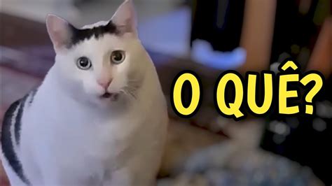 Gato Falando O Qu Cat Saying O Qu Huh Cat Meme Youtube