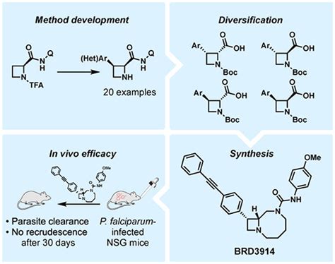 Synthesis Of A Bicyclic Azetidine With In Vivo Antimalarial Activity