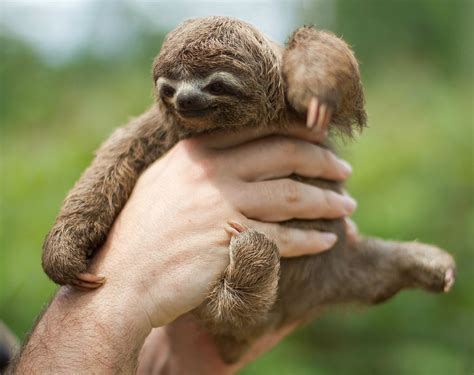 Baby Three Toed Sloth Cute