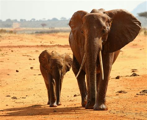 Elefant Afrika National Kostenloses Foto Auf Pixabay Pixabay