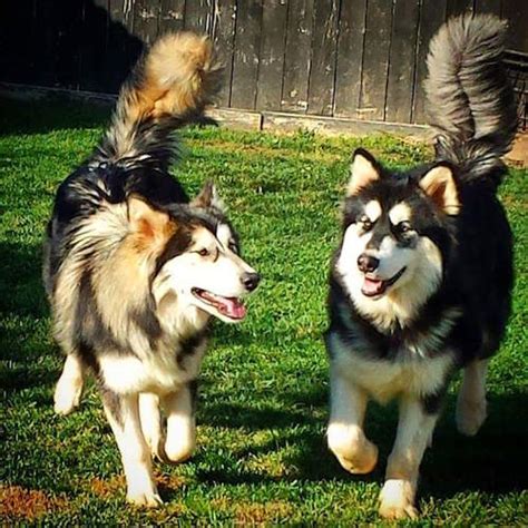 What Mix Is A Alaskan Malamute