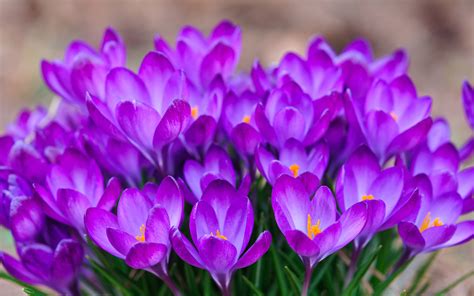 Wallpapers Widescreen Laptop Hd Purple Flowers Beautiful