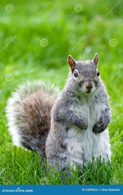 Squirrel Standing Stock Photos - Image: 2399553