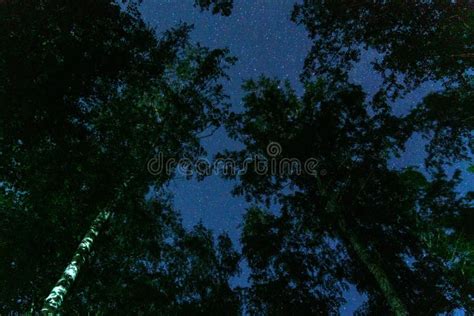 Cielo Estrellado Nocturno Con Siluetas De árboles Fotografía De