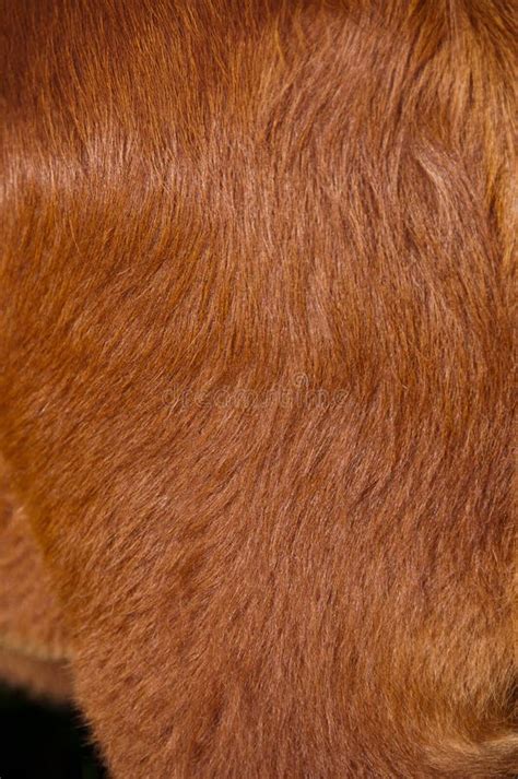 Cow Hide Stock Image Image Of Coat Pelt Animals Brown 7128143