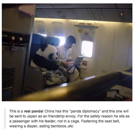 Panda Diplomacy - Aviation Humor