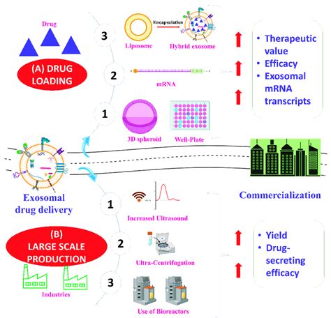 Key Challenges In Exosome Production A Drug Loading And B Exosome