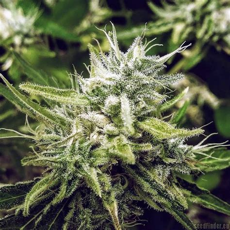 Sour Patch Cbd De New420guy Seeds Info De Variedad