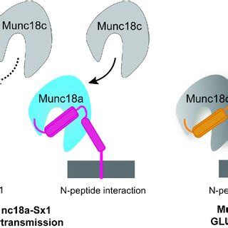 Specificity Of Munc Syntaxin Interactions Munc A Cyan Binds Sx