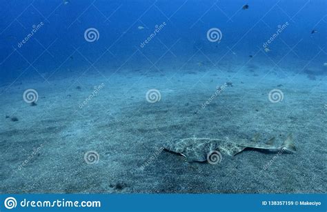 Angel Shark Squatina Squatina Swimming Over The Sand Stock Image