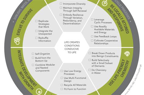 Lifes Principles Unlocking Natures Design Secrets Through Biomimicry Ecobe I Sustainability