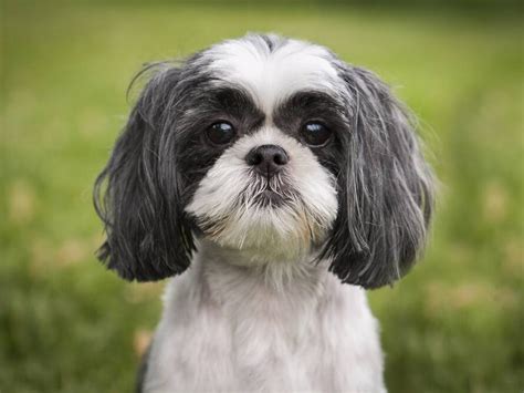 Shih Tzu La Mejor Guía y Más Completa de las Razas de Perros 2020