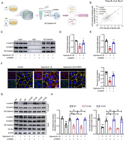 TIMP2 reduces hypoxic plus IL 1β injury induced VE Cadherin catenin