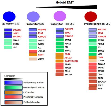 Frontiers Markers And Reporters To Reveal The Hierarchy In Heterogeneous Cancer Stem Cells