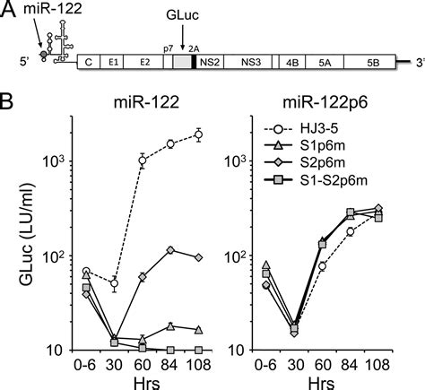 Base Pairing Between Hepatitis C Virus Rna And Microrna 122 3′ Of Its