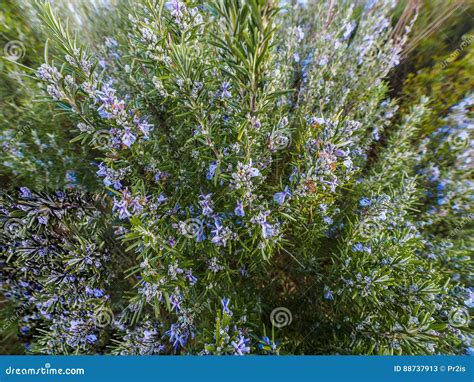 Rosemary Plant Rosmarinus Officinalis Blossoming With Fragrant Stock