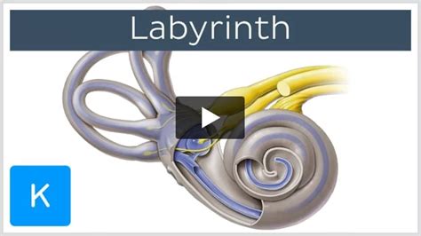 Scala tympani: anatomy and function | Kenhub