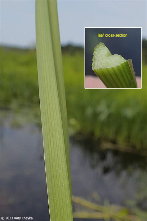 Sparganium Androcladum Branched Bur Reed Minnesota Wildflowers