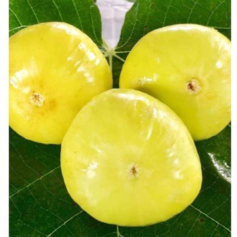 Jual Bibit Buah Tin Jumbo Langka Jenis B1011 Deana Yellow Giant Khasi