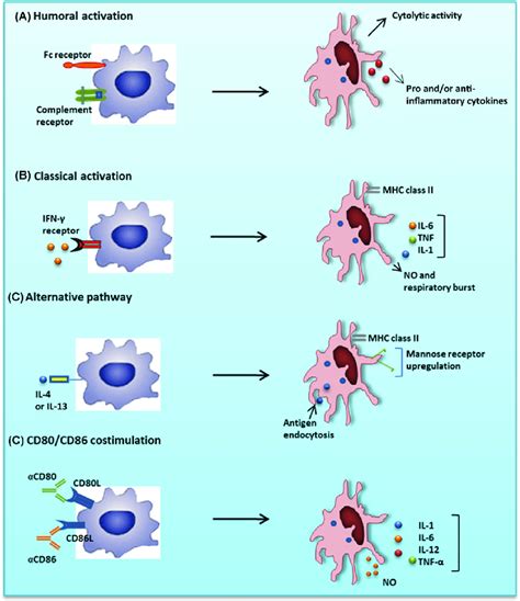 6 Reverse Costimulation Activation Pathways Of Macrophages Macrophages