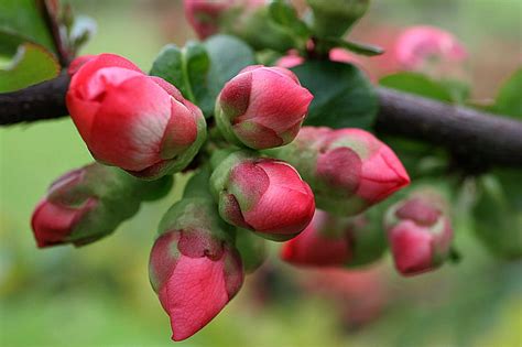 Spring Buds Apple Spring Buds Orchard Hd Wallpaper Peakpx