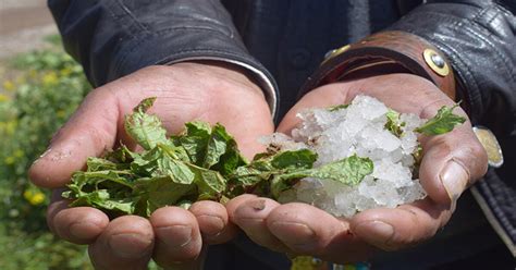 Intensa Granizada Causa Estragos En Cultivos De Papa Y Quinua En Puno