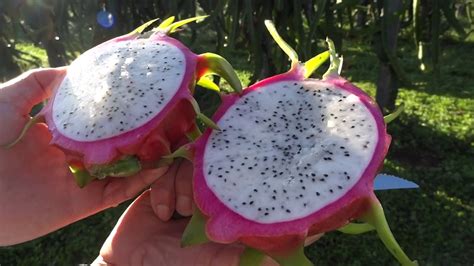 Vantagens Cultivo Pitaya Embrapa BRS Luz Do Cerrado YouTube