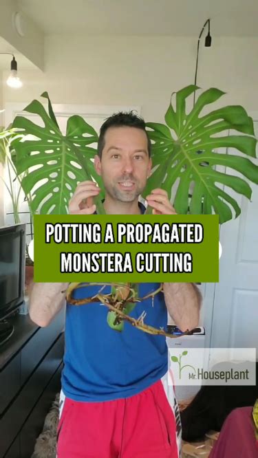 How Often To Water Monstera Deliciosa My Best Tips Artofit