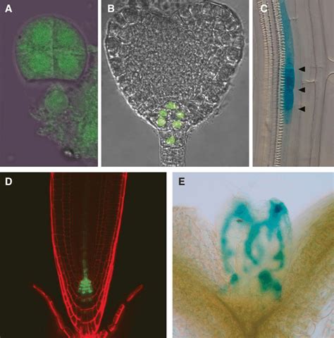 Auxin Gradients During Plant Development A B Dr5 Promoter Activity