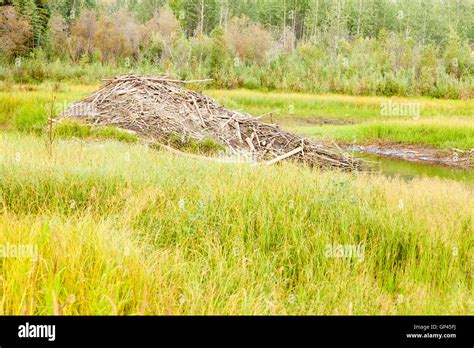 Beaver Castor Canadensis Lodge In Taiga Wetlands Stock Photo Alamy