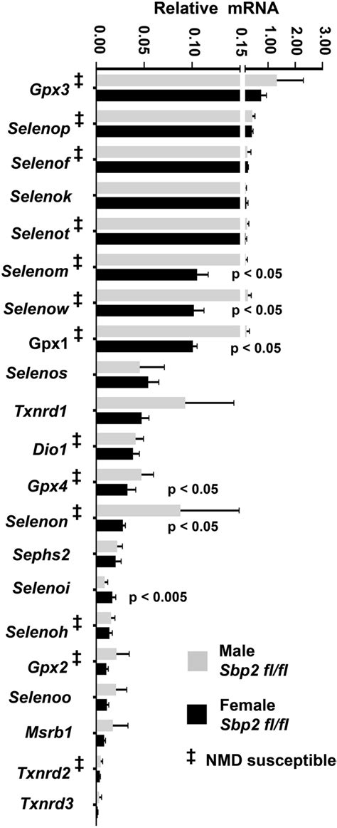 Selenoprotein Gene Expression Analysis In Sbp Fl Fl Control Male And