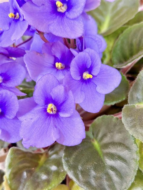 Best Soil For African Violets The Ideal Mix For Beautiful Blooms