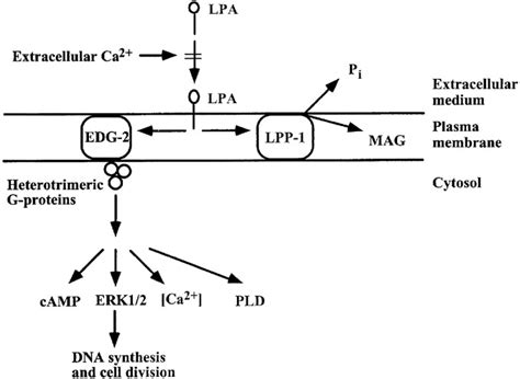 Lipid Phosphate Phosphatase 1 And Ca2 Control Lysophosphatidate