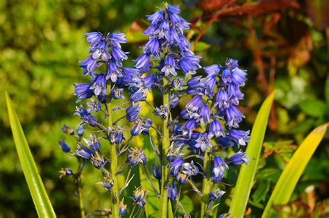 Campanillas Flores Planta Flor Foto Gratis En Pixabay Pixabay