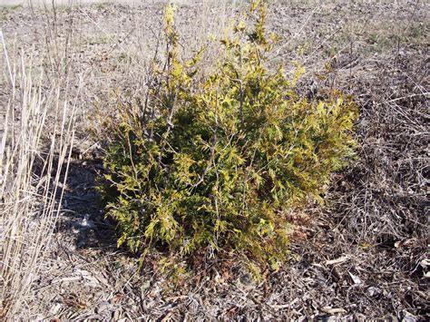 Thuja Occidentalis Lutea George Peabody Photo F D Ric Flickr